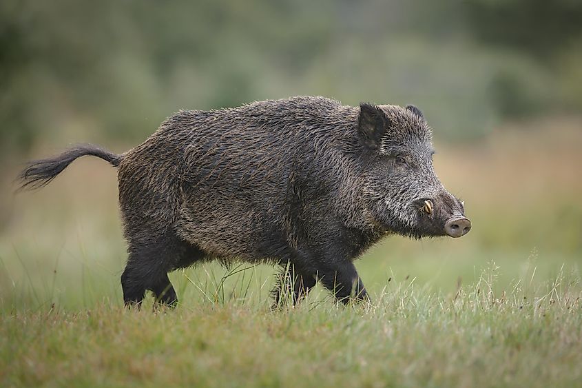 A wild boar.