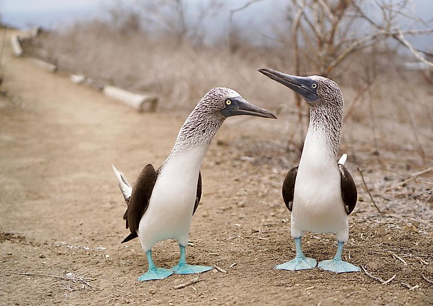 A couple of blue-footed boobies hanging out on a hiking trail