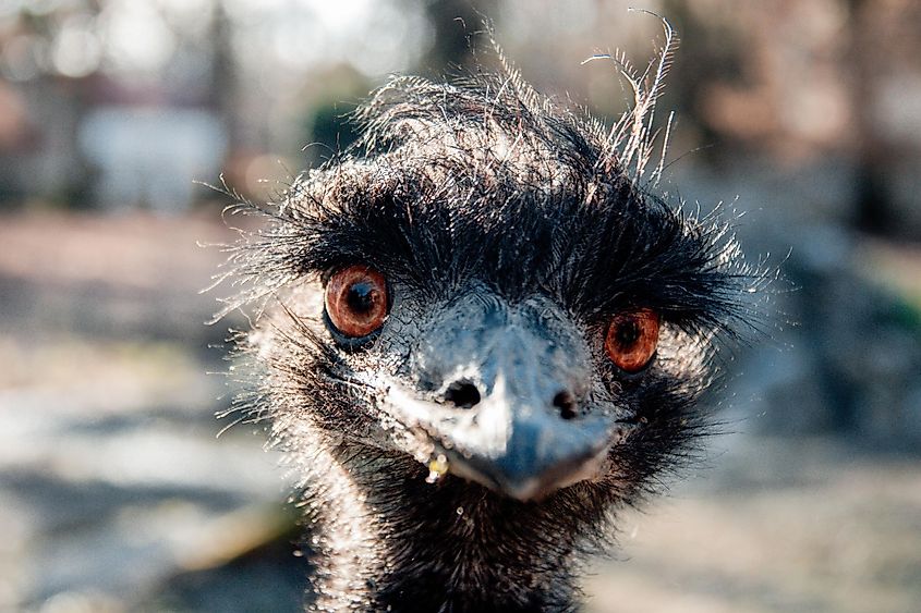 A curious emu staring into the camera