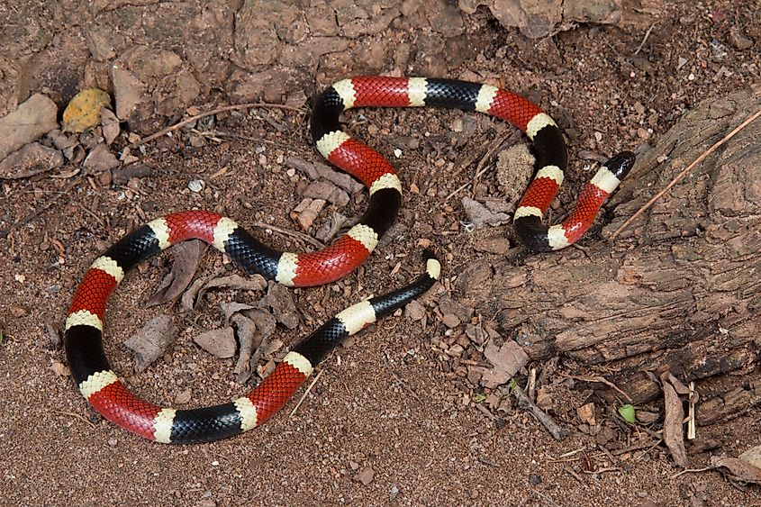A Sonoran coral snake on the ground