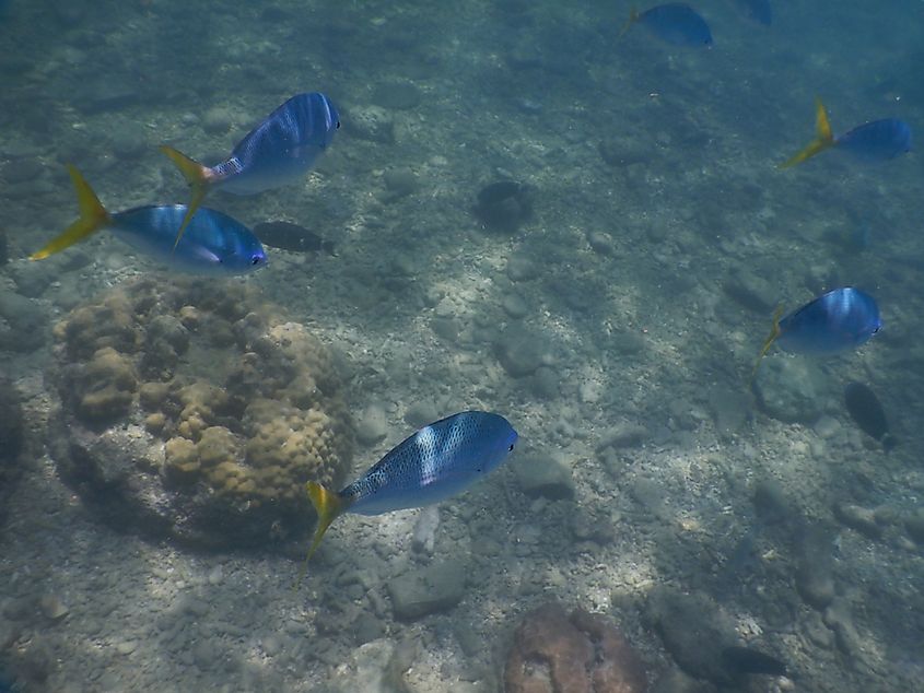 Blue fusiliers fish in dead zone of Great Barrier Reef - Queensland