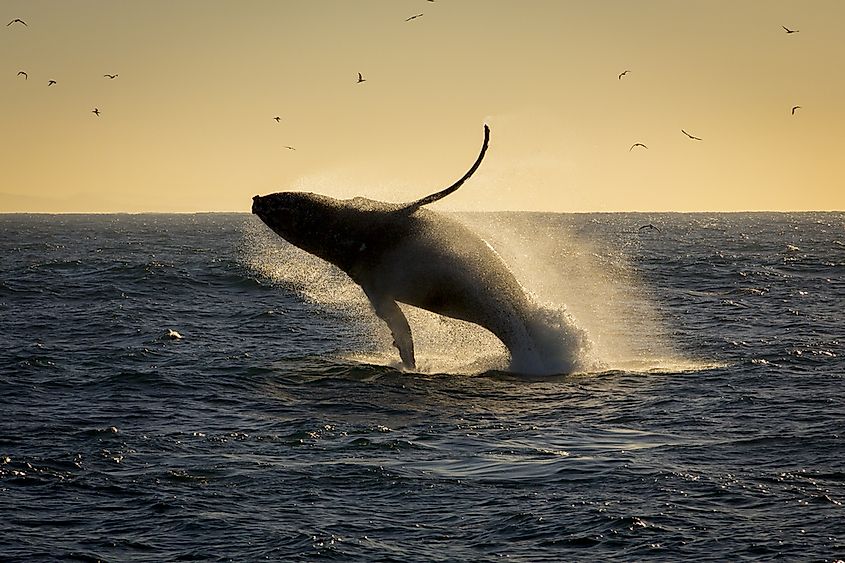 humpback whale breaching. South Africa