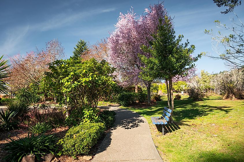 Azalea Park in Brookings, Oregon, blossoming on a sunny spring day.