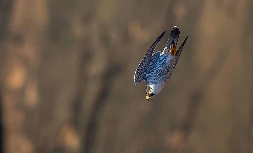Peregrine Falcon diving in New Jersey. Image used under license from Shutterstock.com.