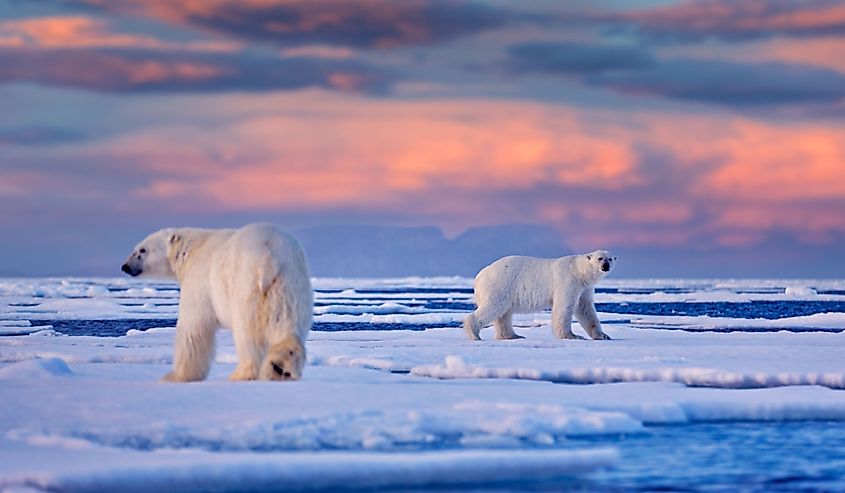  Polar bear on the drifting ice with snow and evening pink blue sky, Svalbard, Norway. 