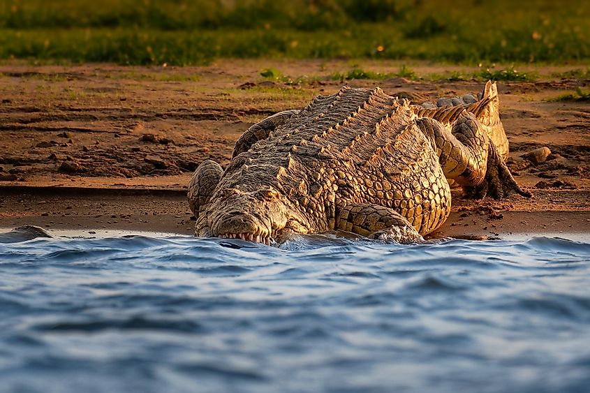 Nile River crocodile