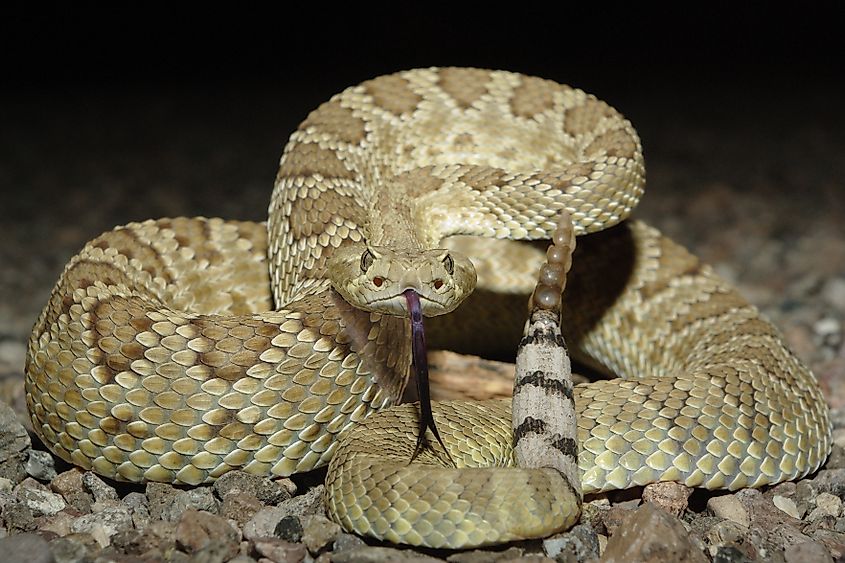 A gorgeous Mohave rattlesnake.