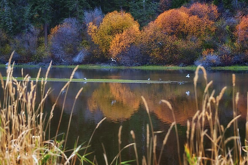 Autumn trees along the shores of Klamath Lake in Klamath Falls, Oregon.