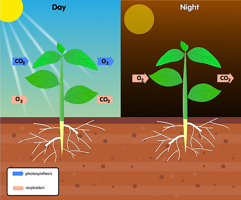 Respiration can be considered the opposite process of photosynthesis.
