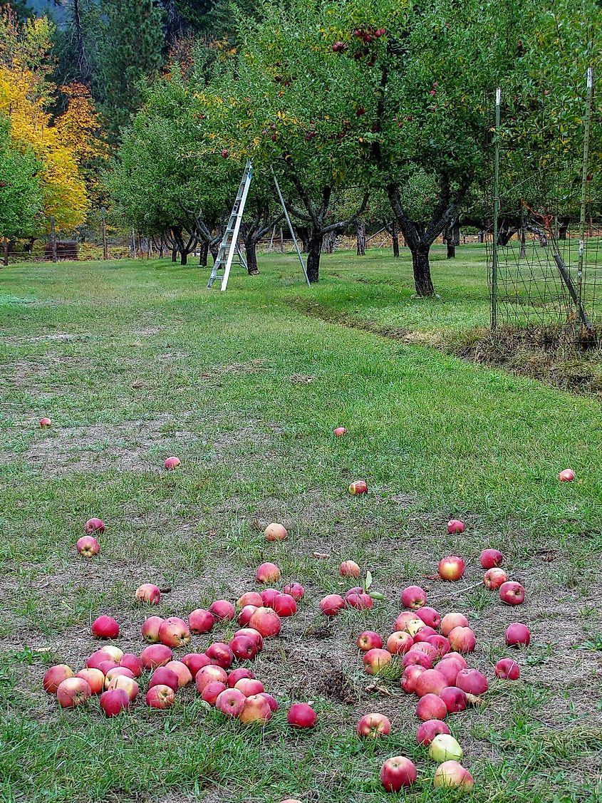 Fall day in the apple orchard in Stehekin, Washington. 