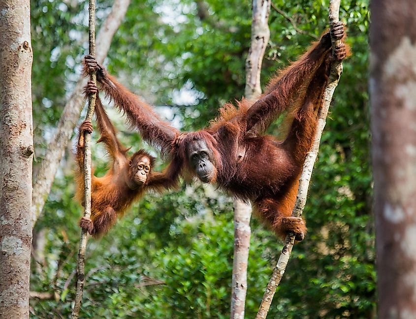 Orangutans han