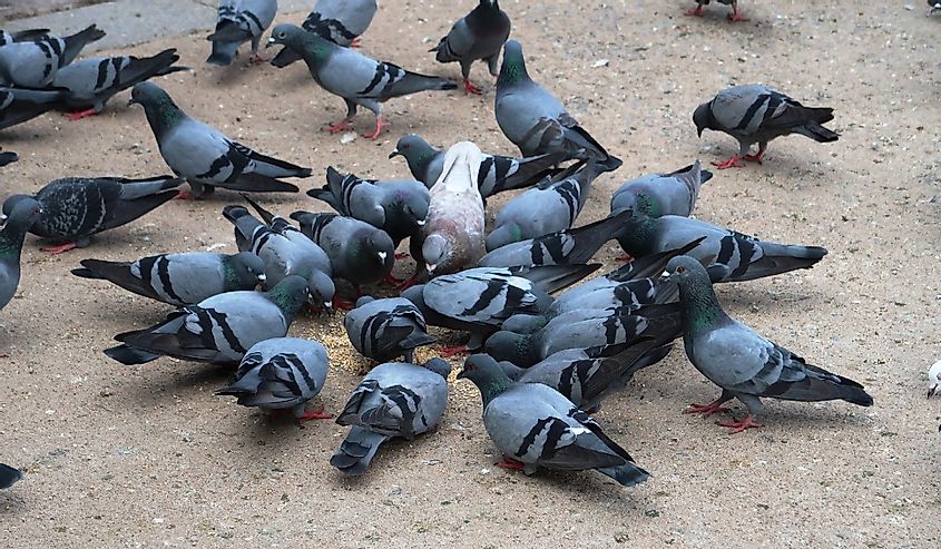 pigeons, closeup, natural, bird, beautiful, rock pigeon