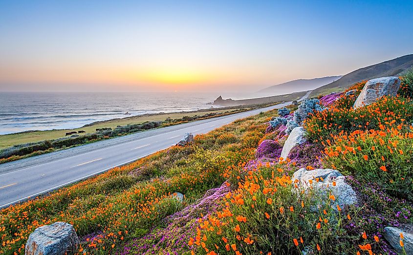 Wild flowers and California coastline in Big Sur at sunset