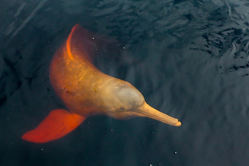 Orinoco river dolphin