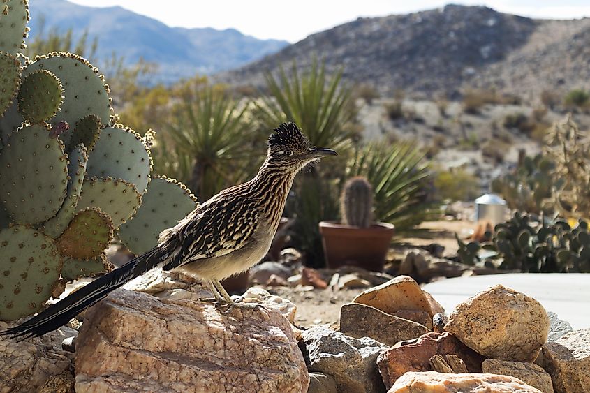 A greater roadrunner stands on a rock near a pickly pear cactus