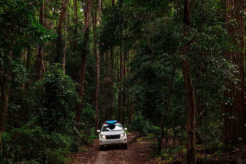 Off road vehicle in the lush rainforest on Fraser Island, Queensland, Australia