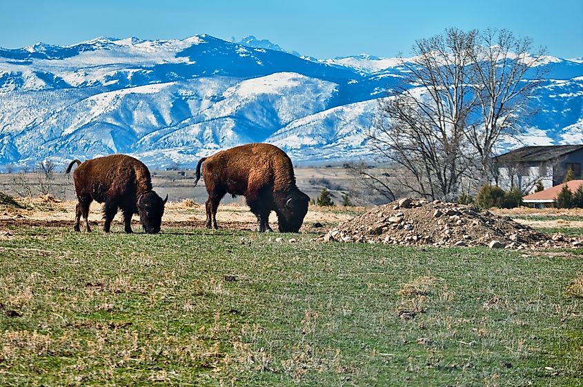 Bison grazing in Sheridan, Wyoming.