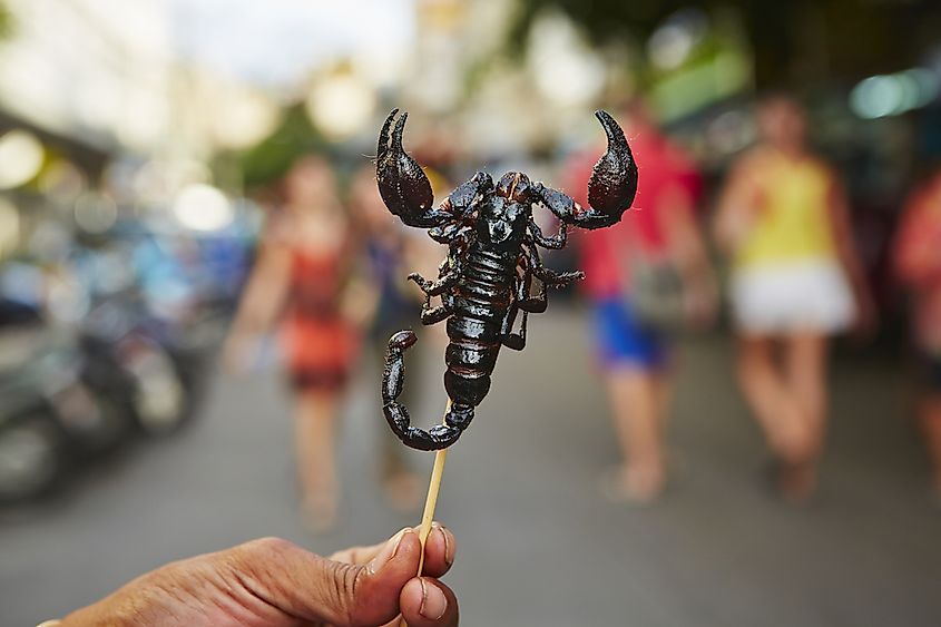 Scorpion as a snack