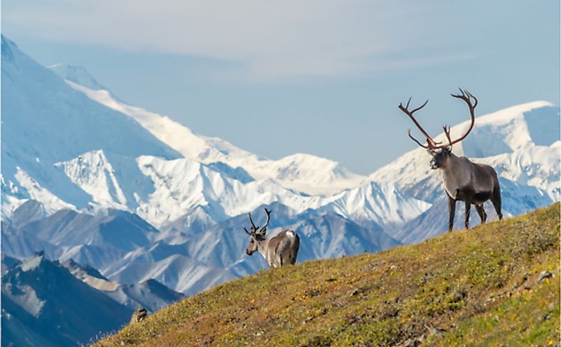 Majestic caribou bull in front of Mount Denal