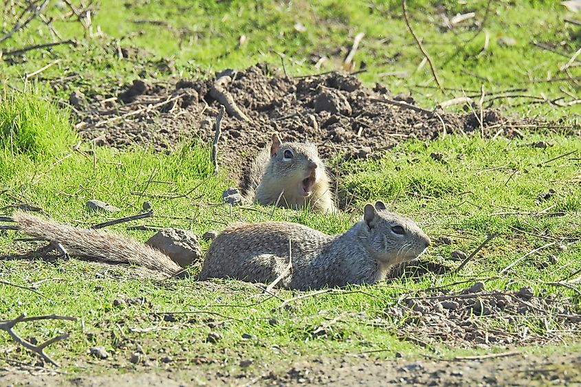 Ground squirrels enjoying a sunny day in Merced National Wildlife Refuge, San Joaquin Valley, California