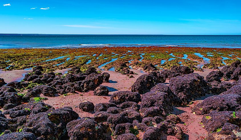 Beautiful and colorful Atlantic coastline in peninsula Valdes with sandstone cliffs at low tide with red alga, seashells and rocks, Patagonia, Argentina, summer