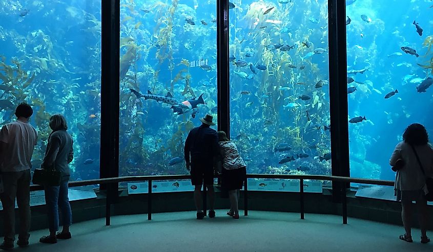 Visitors view fish in the Kelp Forest tank at The Monterey Bay Aquarium the on March 2, 2016 in Monterey, California, USA