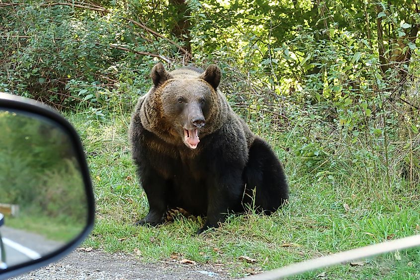 Female, adult brown bear next to the road, close to a car, Transfagarasan Highway, Romania 
