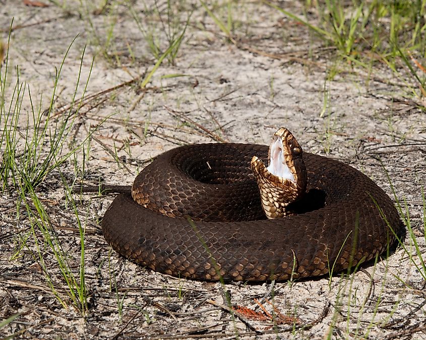 Florida Cottonmouth on Road.
