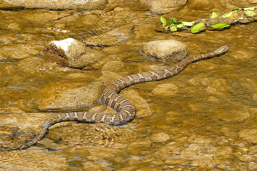 Northern Water Snake in Ohio, USA.