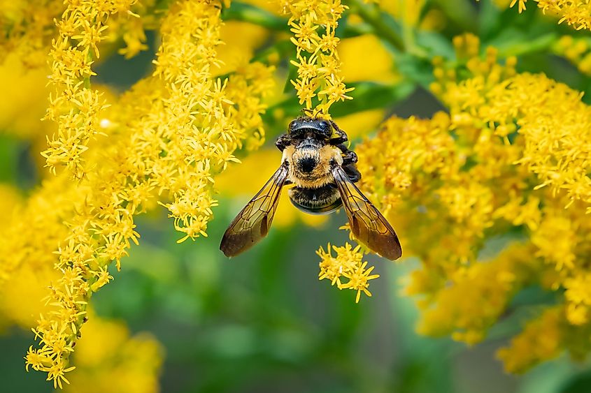 Carpenter bee is another example of cold blooded species