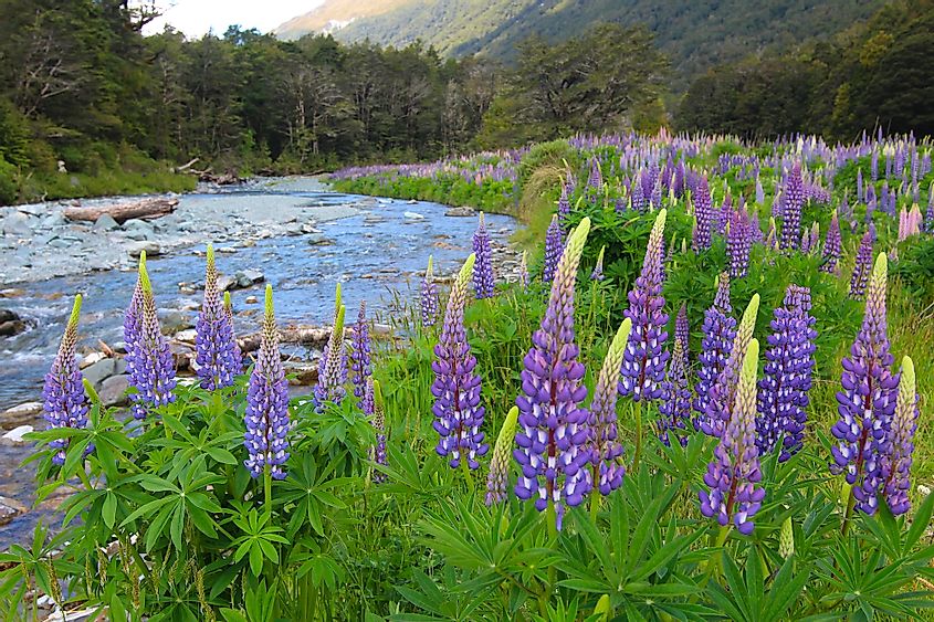 Flowering of Lupins (Lupinus polyphyllus) along the road to Milford Sound, Fiordland National Park, New Zealand