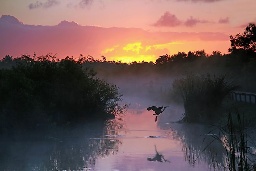 Everglades National Park at Sunrise with a Flying Heron
