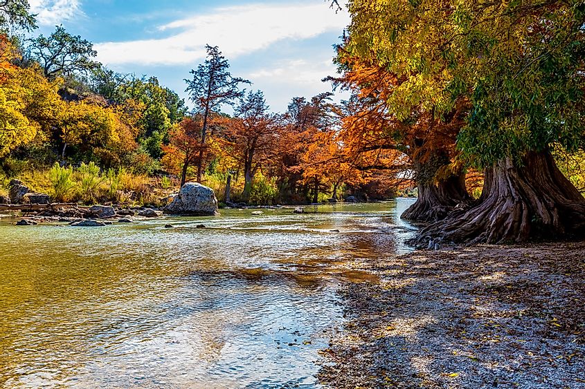 Colorful fall foliage of the cypress tress in Guadalupe River State Park