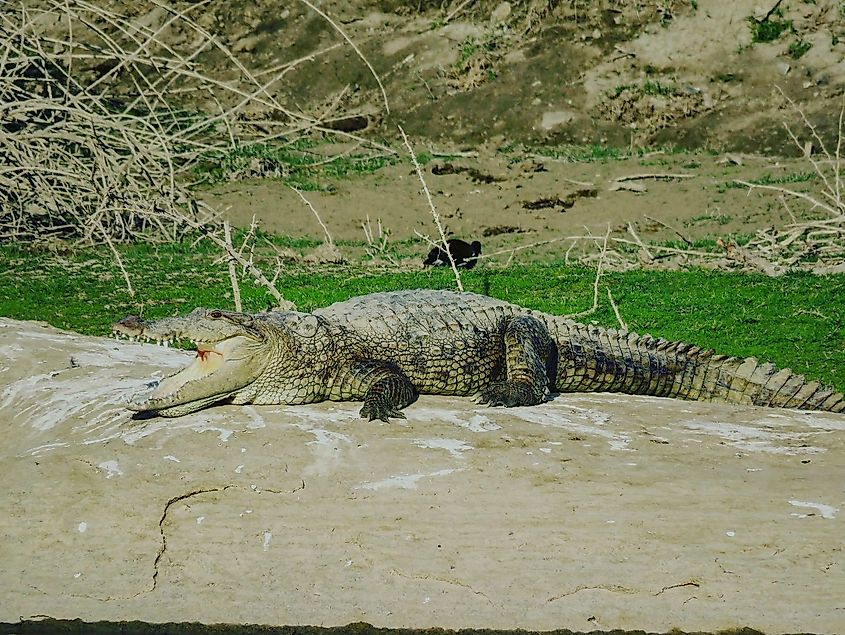Crocodiles of Narlai