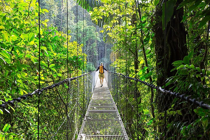 A tropical jungle in Costa Rica
