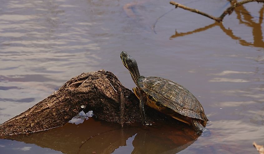 Alabama red-bellied turtle in its natural habitat.