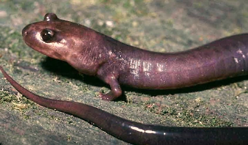The Red Hills salamander. State amphibian of Alabama.