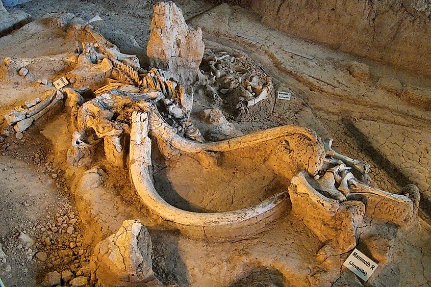 Mammoth remains at the Waco Mammoth National Monument