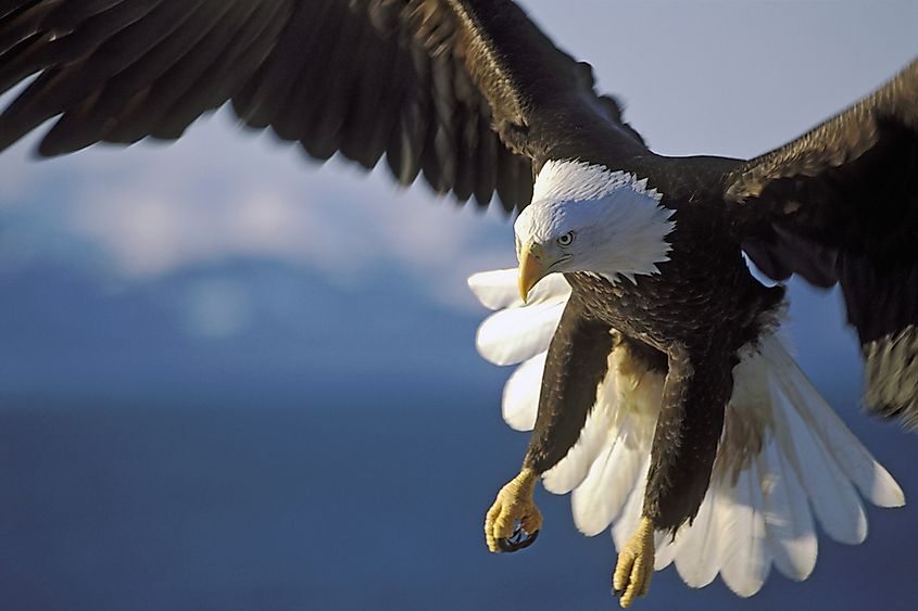  Eagles have extremely powerful feet and large beaks that allow them to pick up prey that is four times heavier than they are. 