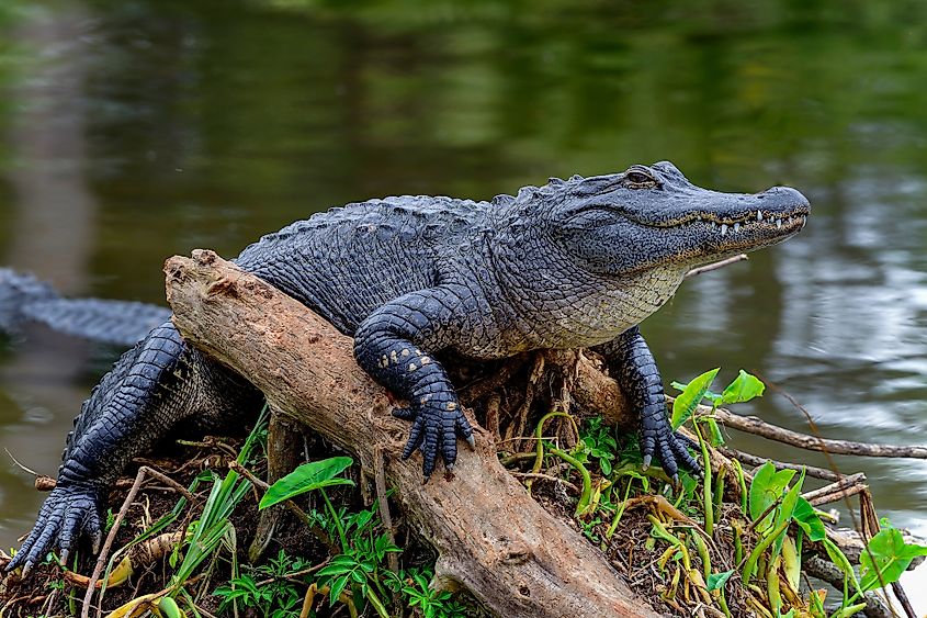An American alligator on a tree trunk.