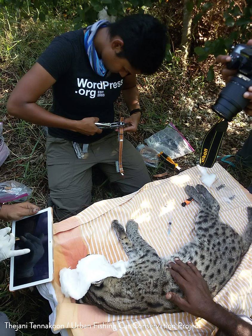 Radiocollaring fishing cat in Sri Lanka