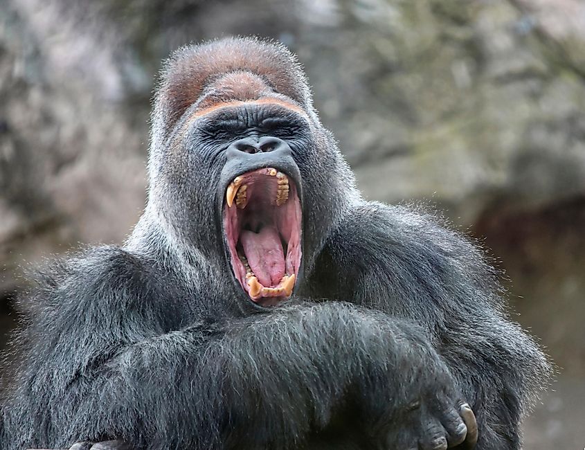 gorilla mouth open