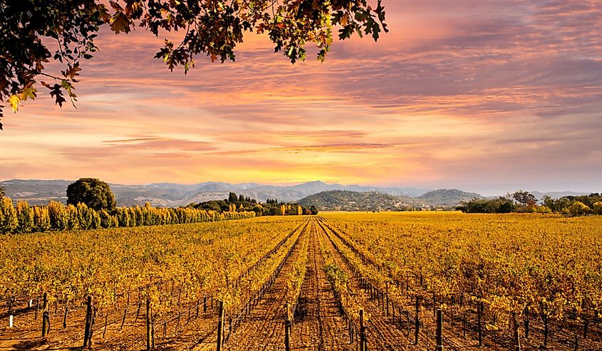 Beautiful sunset sky in Napa Valley wine country on autumn vineyards