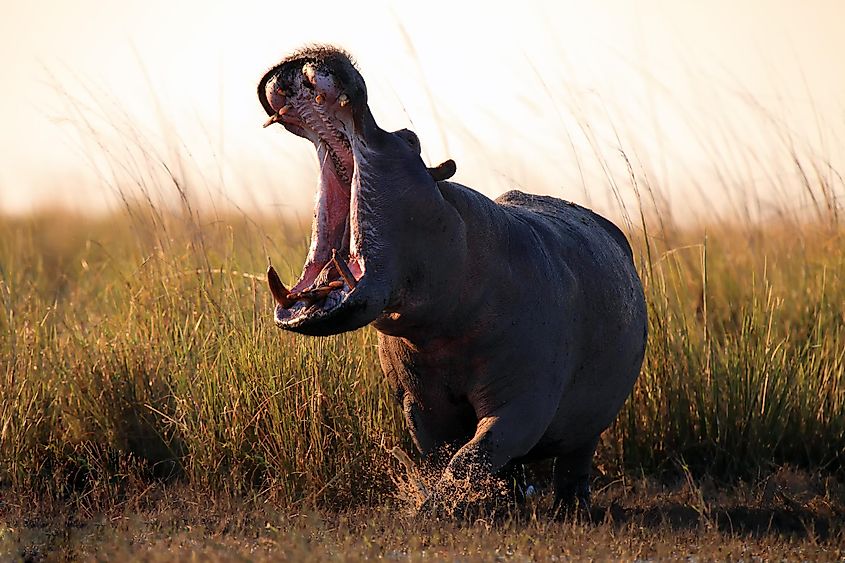 A hippo opening its mouth displaying its teeth.