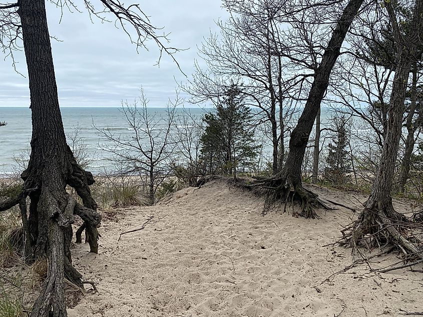 Trees standing above a lakeside sand dune with roots exposed  