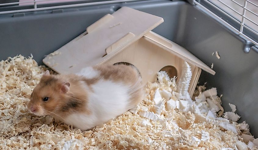 Syrian hamster outside of her hamster house