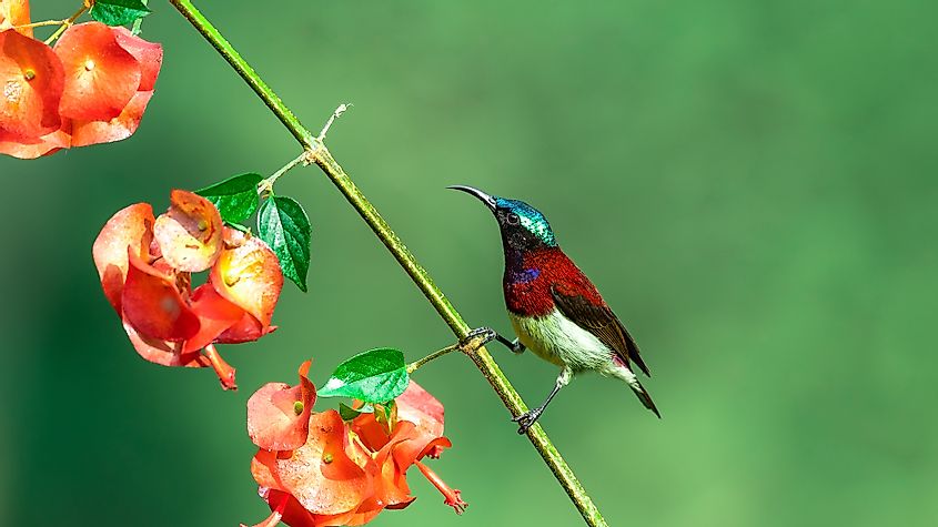 Crimson-backed sunbird