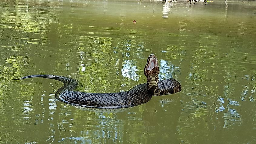 Water moccasin floating on water.