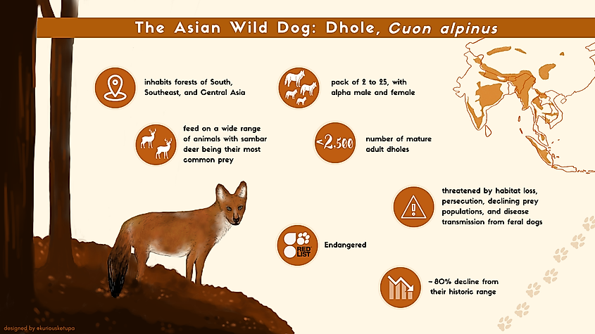 Dhole infographic