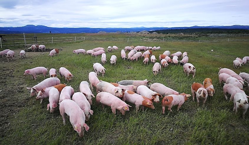 A herd of pigs on the pasture under a cloudy sky